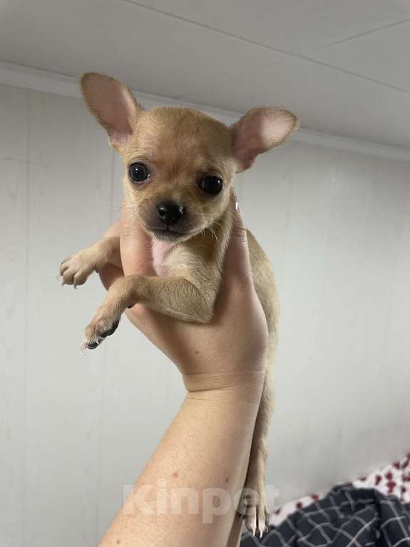 Собаки в Бронницах: Щенок чихуахуа  Девочка, 10 000 руб. - фото 2