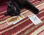 Кошки в Новороссийске: Потерялся кот Мальчик, Бесплатно - фото 3