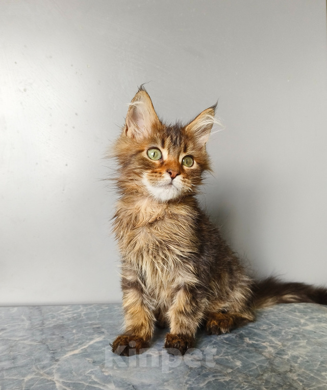 Кошки в Москве: Котёнок Мейн-кун Девочка Девочка, 40 000 руб. - фото 7