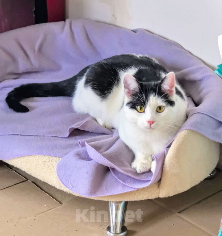 Кошки в Москве: Котик Федя ищет семью! Мальчик, Бесплатно - фото 8