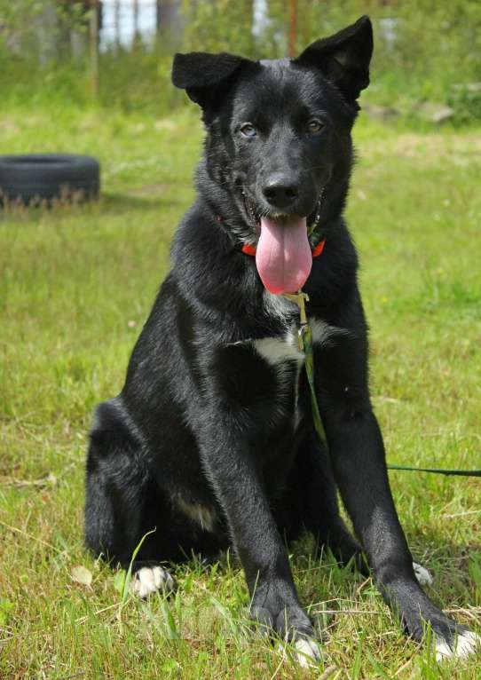 Собаки в Санкт-Петербурге: Необыкновенный щенок-красавчик ищет дом Мальчик, Бесплатно - фото 9
