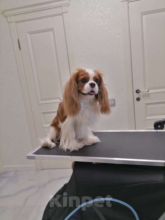 Собаки в Москве: Кавалер кинг Чарльз спаниель 2 мес щенки. Девочка, 90 000 руб. - фото 2