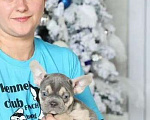Собаки в Москве: Щенки французского бульдога питомник Мальчик, 40 000 руб. - фото 2