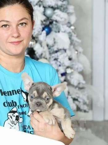 Собаки в Москве: Щенки французского бульдога питомник Мальчик, 40 000 руб. - фото 2