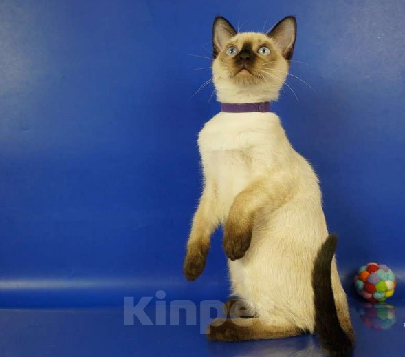 Кошки в Москве: Lyon Gamlet Мальчик, 60 000 руб. - фото 4