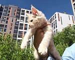 Кошки в Санкт-Петербурге: котенок Мейн кун из питомника Мальчик, 80 000 руб. - фото 1