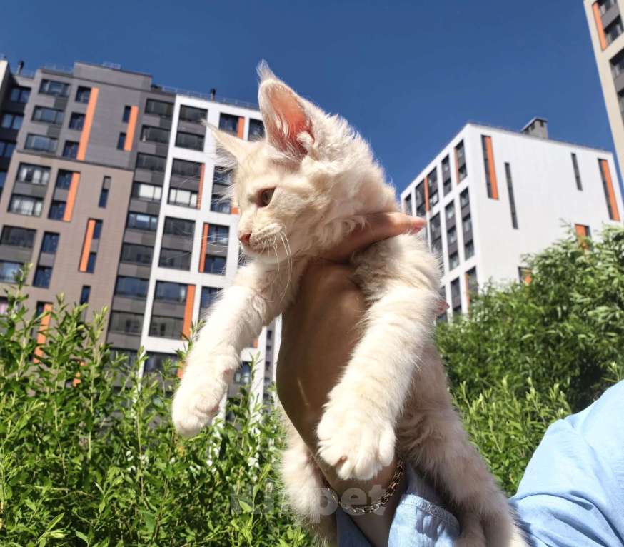Кошки в Санкт-Петербурге: котенок Мейн кун из питомника Мальчик, 80 000 руб. - фото 1