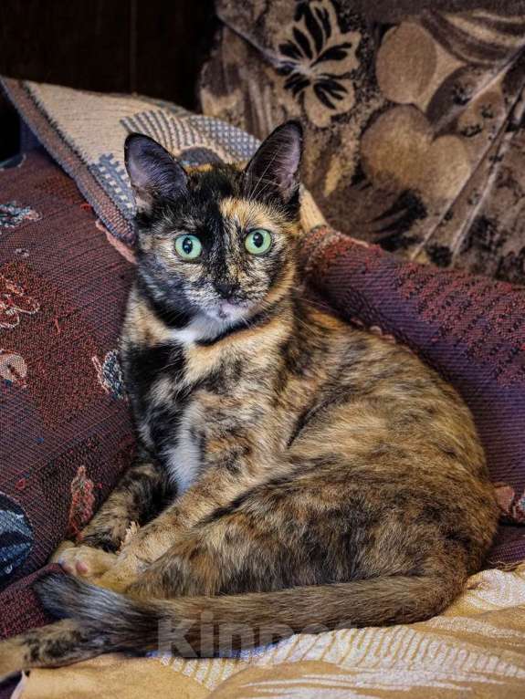 Кошки в Москве: Милая Мишель ищет любящий дом после трагических потерь Девочка, Бесплатно - фото 5