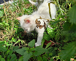 Кошки в Челябинске: Белый котенок Мальчик, Бесплатно - фото 2