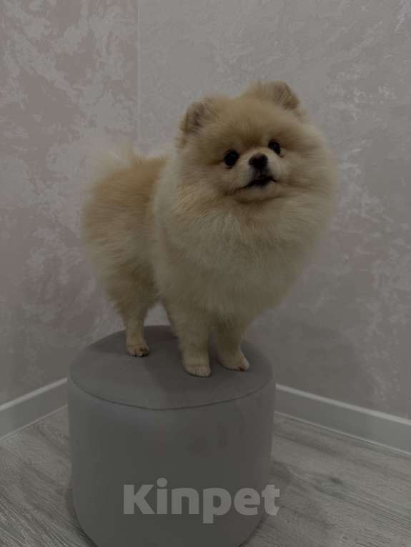 Собаки в Шахте: Обаятельный крем-шпиц приглашает на первую вязку (бесплатно) 🐾 Мальчик, Бесплатно - фото 5