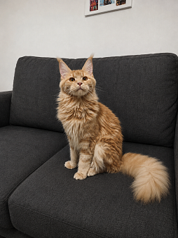 Котенок мейн кун