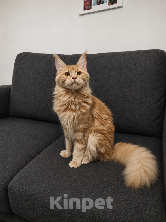 Кошки в Москве: Котенок мейн кун Девочка, 30 000 руб. - фото 1
