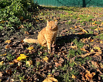 Кошки в Волоколамске: Котик ищет себе нового друга Мальчик, Бесплатно - фото 3