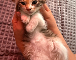 Кошки в Москве: Котенок-девочка в добрые руки Девочка, Бесплатно - фото 8