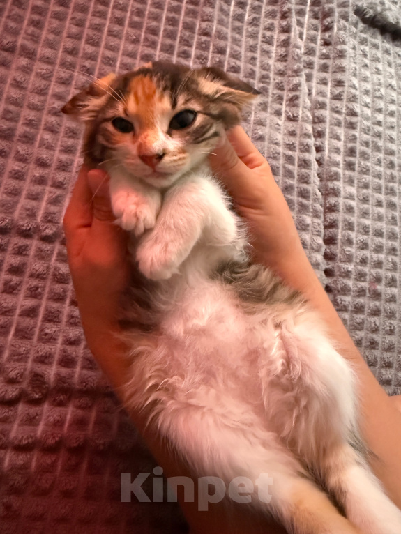 Кошки в Москве: Котенок-девочка в добрые руки Девочка, Бесплатно - фото 8