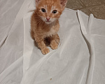 Кошки в Ульяновске: Котенок Мальчик, Бесплатно - фото 1