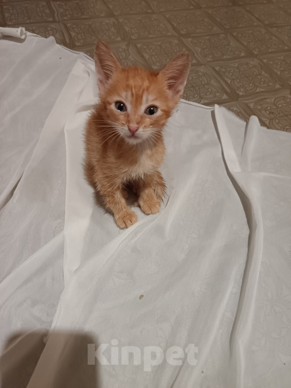 Кошки в Ульяновске: Котенок Мальчик, Бесплатно - фото 1