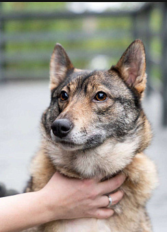 Мудрая малышка Батоша ищет дом.