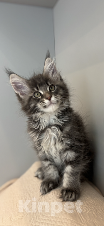 Кошки в Москве: Котята из питомника Status Joy  Девочка, Бесплатно - фото 4