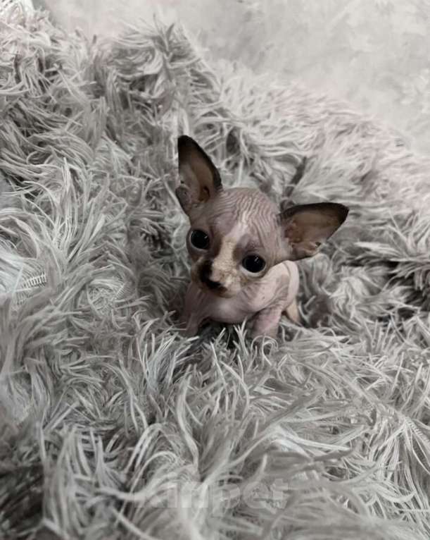 Кошки в Смоленске: Канадский сфинкс Мальчик, 10 000 руб. - фото 4