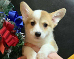Собаки в других городах Московской области: Вельш корги пемброк рыже-белая девочка без хвостика Девочка, 45 000 руб. - фото 6