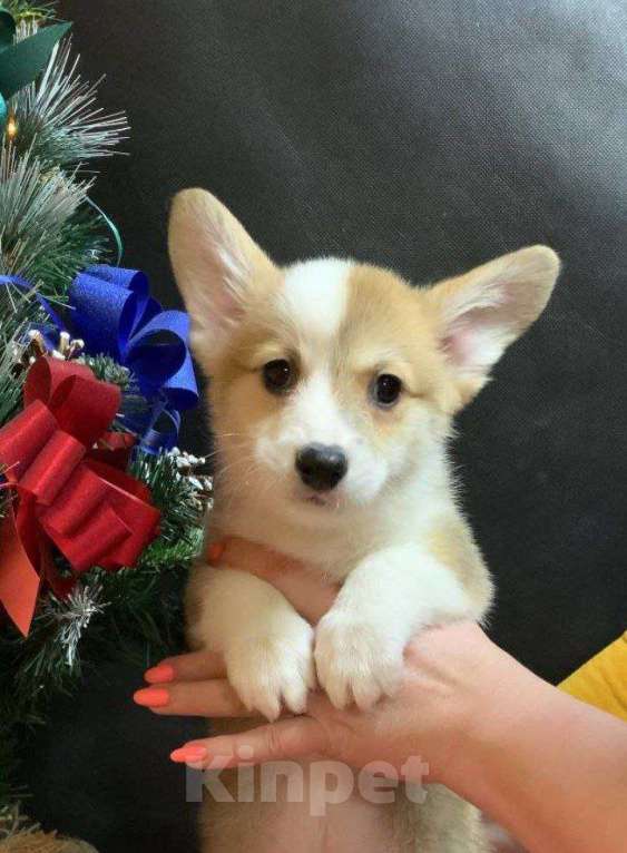 Собаки в других городах Московской области: Вельш корги пемброк рыже-белая девочка без хвостика Девочка, 45 000 руб. - фото 6