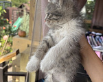 Кошки в Новочеркасске: Котята в добрые руки Девочка, Бесплатно - фото 4