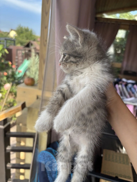 Кошки в Новочеркасске: Котята в добрые руки Девочка, Бесплатно - фото 4