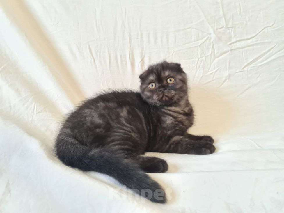 Кошки в Балашихе: Шотландский котенок  Девочка, 10 000 руб. - фото 1