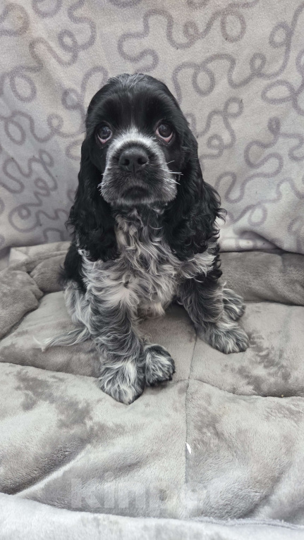 Собаки в Новороссийске: Кокер спаниель щенок Девочка, 55 000 руб. - фото 2