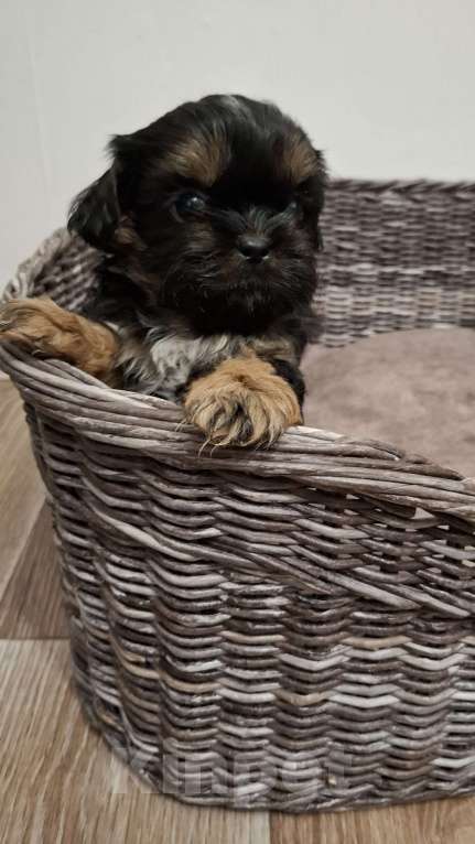 Собаки в Кропоткине: Ши-тцу Мальчик, 20 000 руб. - фото 1