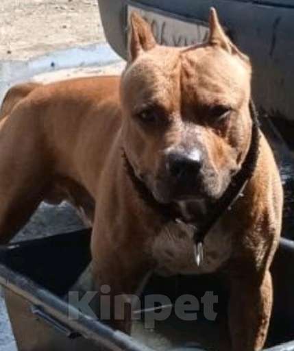 Собаки в Ижевске: Чемпион  Мальчик, Бесплатно - фото 7