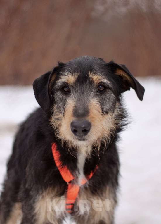 Собаки в Москве: Чуткий, нежный Освальд в поисках своей семьи Мальчик, Бесплатно - фото 1