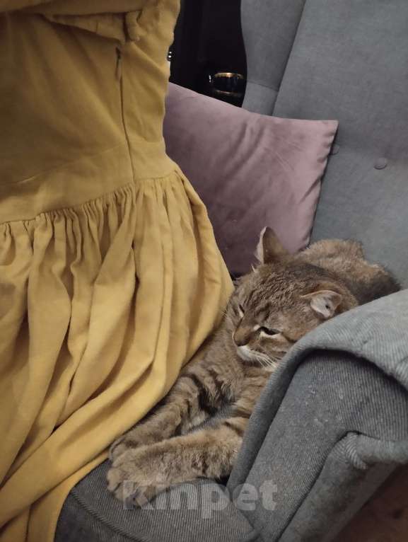 Кошки в Воронеже: Пропал кот Мальчик, Бесплатно - фото 2