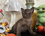 Кошки в Москве: Бурманский соболиный кот Мальчик, 120 000 руб. - фото 6