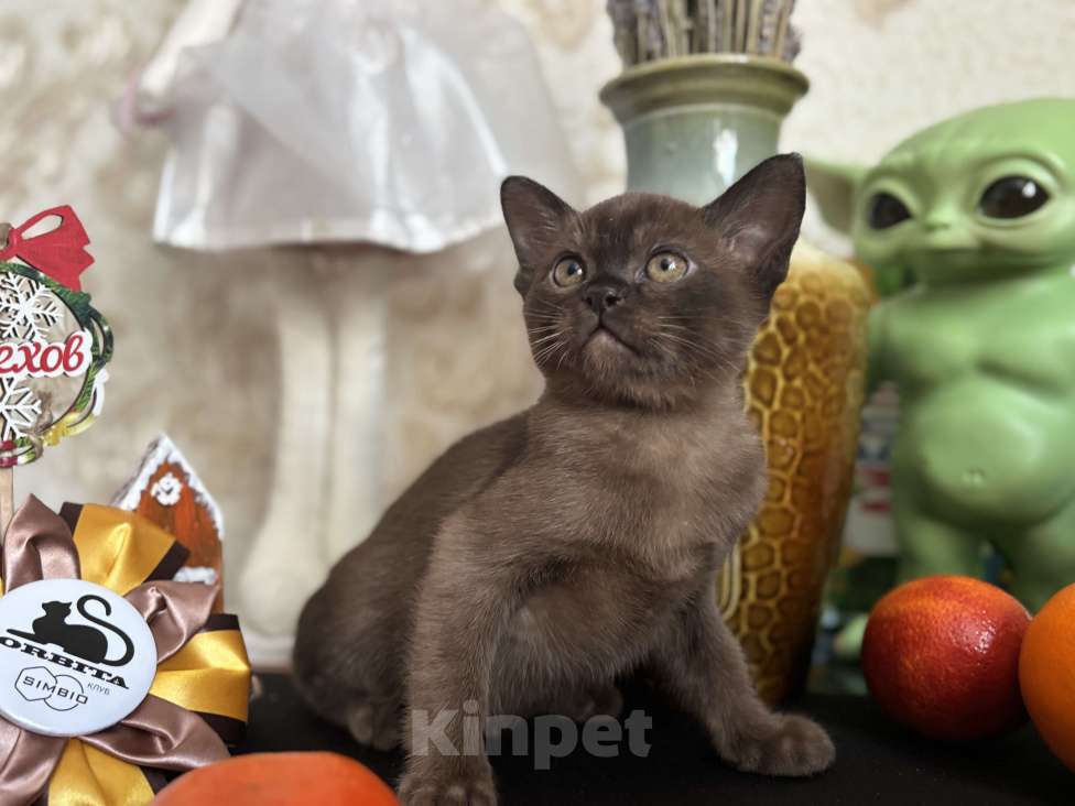 Кошки в Москве: Бурманский соболиный кот Мальчик, 120 000 руб. - фото 6