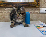 Кошки в Малмыже: Котята для вас., 15 000 руб. - фото 5