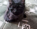 Кошки в Колпашево: Маленький котенок отдается в добрые и ответственны, Бесплатно - фото 4