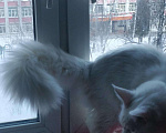 Кошки в Малоархангельске: Котята Мейн куна, 8 000 руб. - фото 3
