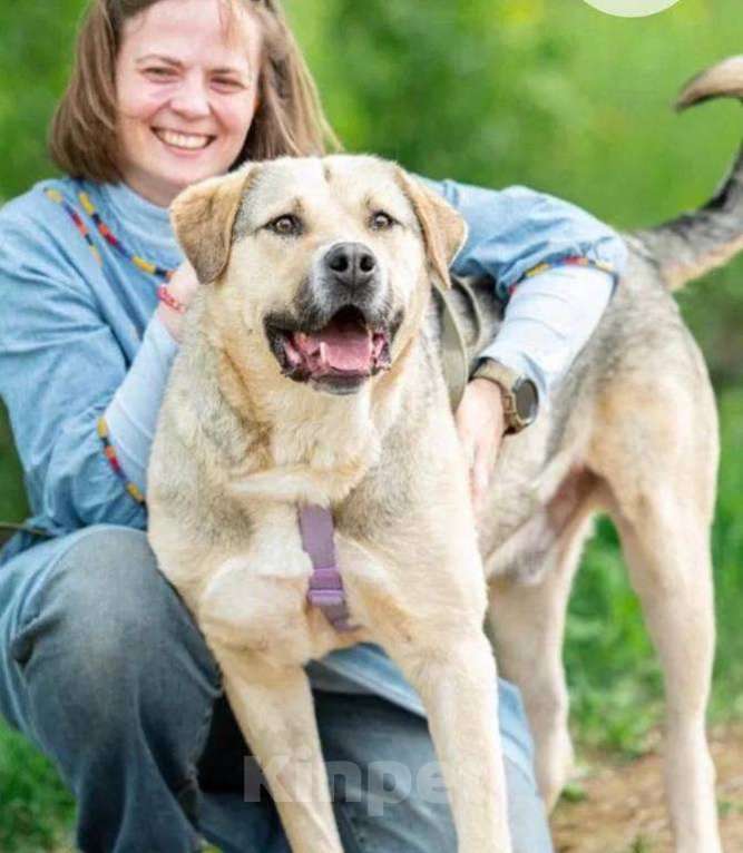 Собаки в Москве: Крендель из приюта ждет семью Мальчик, Бесплатно - фото 5