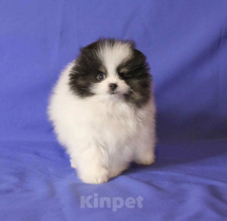 Собаки в Люберцах: Девочка шпица, триколорка Девочка, 50 000 руб. - фото 4