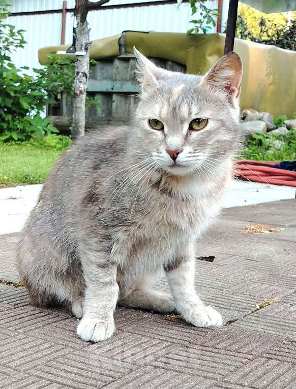 Кошки в других городах Ленинградской области: Кошечка Дюльсинея нуждается в доме Девочка, Бесплатно - фото 2