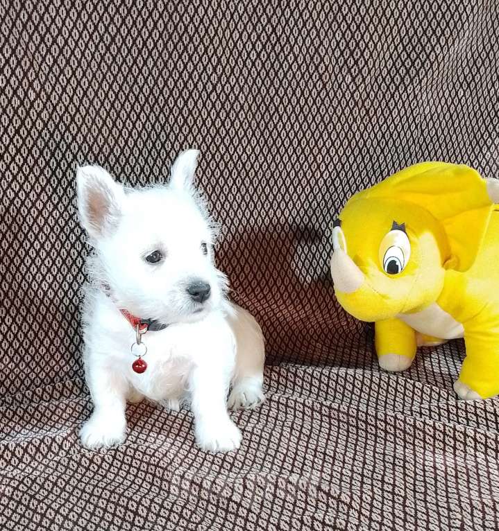 Собаки в Самаре: Девочка - очаровашечка Девочка, 65 000 руб. - фото 4