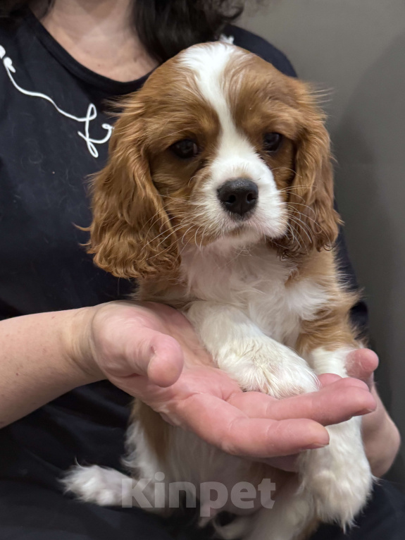 Собаки в Владимире: Щенки Кавалер Кинг Чарльз Спаниеля РКФ Мальчик, 75 000 руб. - фото 5