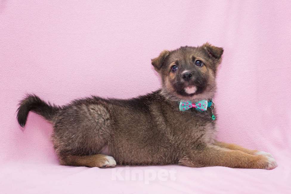 Собаки в Москве: Самая милая щенулька ищет самые добрые руки Девочка, Бесплатно - фото 2