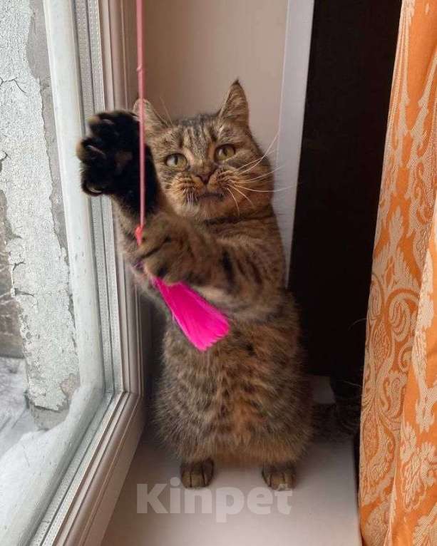 Кошки в Москве: Дарина ищет дом Девочка, Бесплатно - фото 3