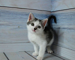 Кошки в Щелково: Котенок ищет семью Мальчик, Бесплатно - фото 1