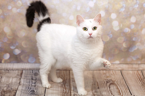 Ассоль едет на выставку-пристройство WOOF в Москву