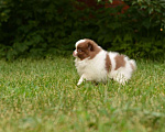 Собаки в Подольске: Бело - коричневая девочка шпица Девочка, Бесплатно - фото 6