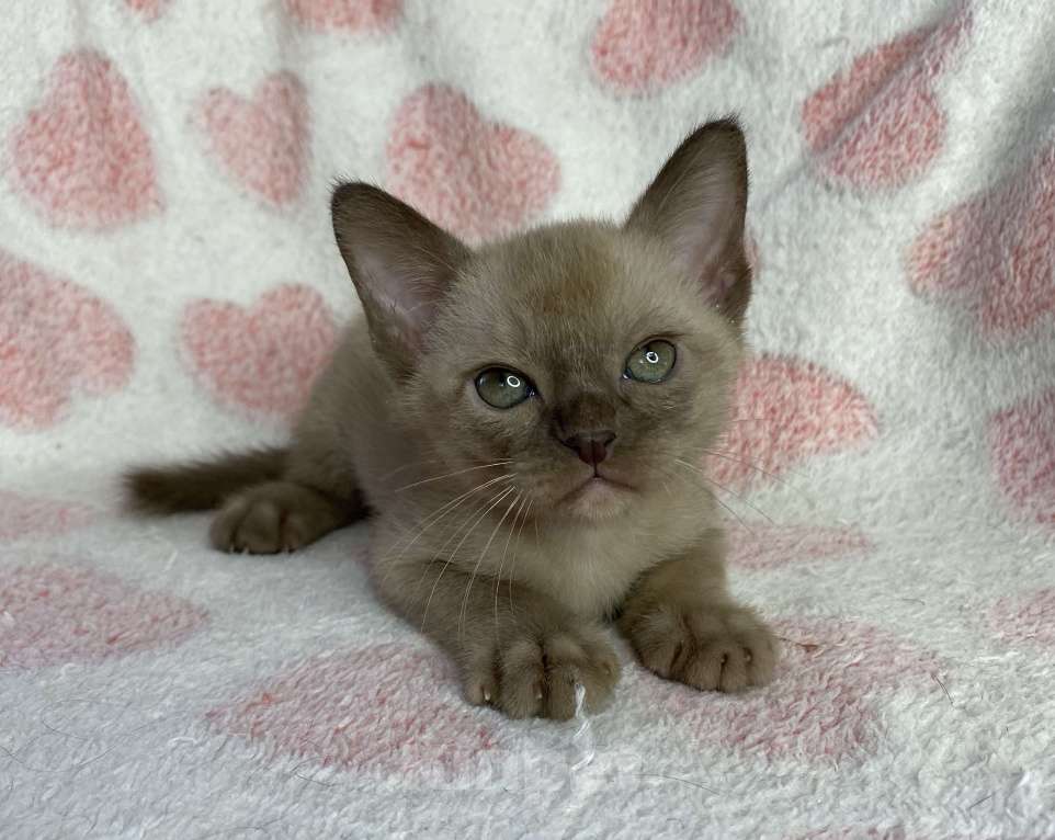 Кошки в Дмитрове: Шоколадный бурманский мальчик Baks Мальчик, 40 000 руб. - фото 6